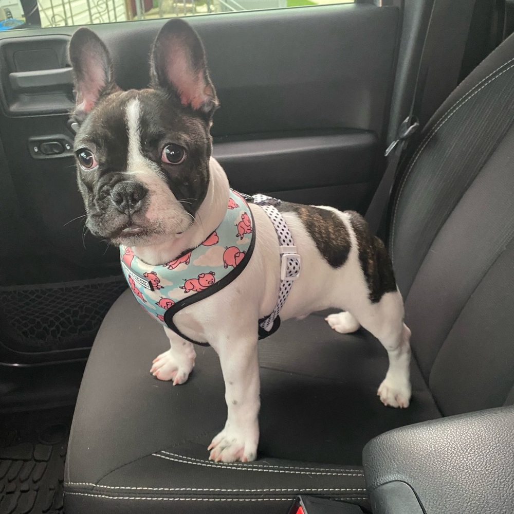 Meet your Posher, Oscar